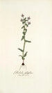 Gladiolus fissifolius - Nikolaus Joseph Freiherr von Jacquin — vista dell’opera