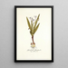 Gladiolus floribundus - Nikolaus Joseph Freiherr von Jacquin — quadro incorniciato alla parete