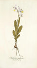 Gladiolus galeatus - Nikolaus Joseph Freiherr von Jacquin — vista dell’opera