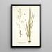 Gladiolus gramineus - Nikolaus Joseph Freiherr von Jacquin — quadro incorniciato alla parete