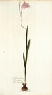 Gladiolus hirsutus - Nikolaus Joseph Freiherr von Jacquin — vista dell’opera