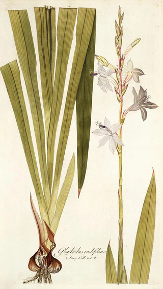 Nikolaus Joseph Freiherr von Jacquin - Gladiolus iridifolius.webp