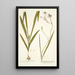 Gladiolus longiflorus - Nikolaus Joseph Freiherr von Jacquin — quadro incorniciato alla parete