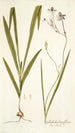 Gladiolus longiflorus - Nikolaus Joseph Freiherr von Jacquin — vista dell’opera