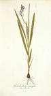 Gladiolus plicatus angustifolius - Nikolaus Joseph Freiherr von Jacquin — vista dell’opera