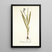 Gladiolus plicatus angustifolius - Nikolaus Joseph Freiherr von Jacquin — quadro incorniciato alla parete