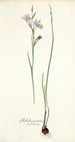 Gladiolus punctatus - Nikolaus Joseph Freiherr von Jacquin — vista dell’opera