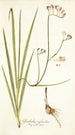 Gladiolus refractus - Nikolaus Joseph Freiherr von Jacquin — vista dell’opera