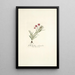 Gladiolus silenoides - Nikolaus Joseph Freiherr von Jacquin — quadro incorniciato alla parete