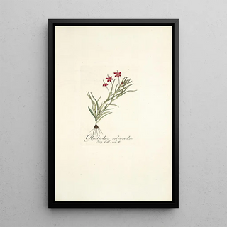 Nikolaus Joseph Freiherr von Jacquin - Gladiolus silenoides.webp