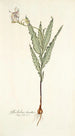Gladiolus striatus - Nikolaus Joseph Freiherr von Jacquin — vista dell’opera