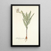 Gladiolus striatus - Nikolaus Joseph Freiherr von Jacquin — quadro incorniciato alla parete