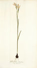 Gladiolus strictus - Nikolaus Joseph Freiherr von Jacquin — vista dell’opera