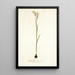 Gladiolus strictus - Nikolaus Joseph Freiherr von Jacquin — quadro incorniciato alla parete