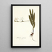Gladiolus sulphureus - Nikolaus Joseph Freiherr von Jacquin — quadro incorniciato alla parete