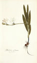 Gladiolus sulphureus - Nikolaus Joseph Freiherr von Jacquin — vista dell’opera