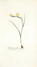 Gladiolus tenellus - Nikolaus Joseph Freiherr von Jacquin — vista dell’opera