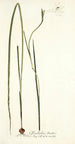 Gladiolus tristis - Nikolaus Joseph Freiherr von Jacquin — vista dell’opera