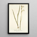 Gladiolus tristis varietas - Nikolaus Joseph Freiherr von Jacquin — quadro incorniciato alla parete