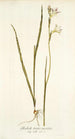 Gladiolus tristis varietas - Nikolaus Joseph Freiherr von Jacquin — vista dell’opera