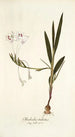 Gladiolus tubatus - Nikolaus Joseph Freiherr von Jacquin — vista dell’opera