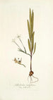 Gladiolus tubiflorus - Nikolaus Joseph Freiherr von Jacquin — vista dell’opera