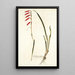 Gladiolus tubulosus - Nikolaus Joseph Freiherr von Jacquin — quadro incorniciato alla parete