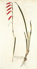 Gladiolus tubulosus - Nikolaus Joseph Freiherr von Jacquin — vista dell’opera