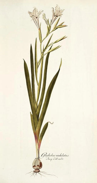 Nikolaus Joseph Freiherr von Jacquin - Gladiolus undulatus.webp