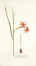 Gladiolus watsonius - Nikolaus Joseph Freiherr von Jacquin — vista dell’opera