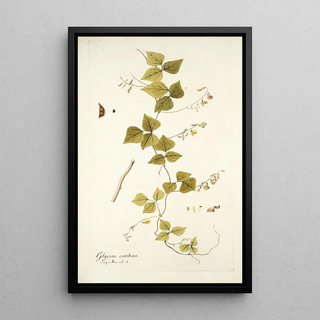 Nikolaus Joseph Freiherr von Jacquin - Glycine caribaea.webp