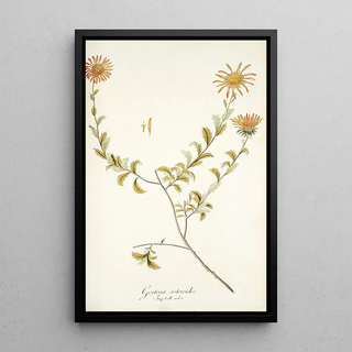 Nikolaus Joseph Freiherr von Jacquin - Gorteria asteroides.webp