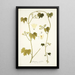 Gronovia scandens - Nikolaus Joseph Freiherr von Jacquin — quadro incorniciato alla parete