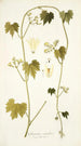 Gronovia scandens - Nikolaus Joseph Freiherr von Jacquin — vista dell’opera