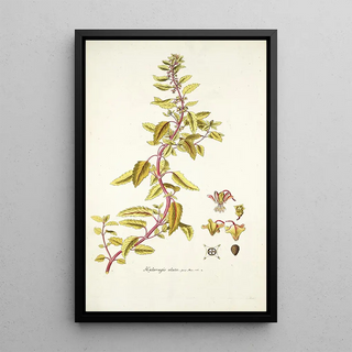 Nikolaus Joseph Freiherr von Jacquin - Haloragis alata.webp