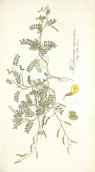 Nikolaus Joseph Freiherr von Jacquin - Hedysarum muricatum.webp