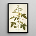 Hibiscus diversifolius - Nikolaus Joseph Freiherr von Jacquin — quadro incorniciato alla parete