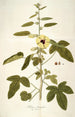Hibiscus diversifolius - Nikolaus Joseph Freiherr von Jacquin — vista dell’opera