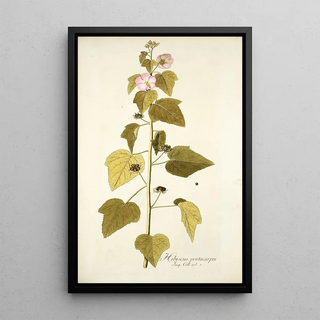 Nikolaus Joseph Freiherr von Jacquin - Hibiscus pentacarpos.webp