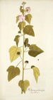 Hibiscus pentacarpos - Nikolaus Joseph Freiherr von Jacquin — vista dell’opera
