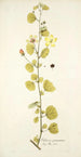 Hibiscus praemorsus - Nikolaus Joseph Freiherr von Jacquin | Reproduction — vista dell’opera