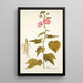 Hibiscus virginicus - Nikolaus Joseph Freiherr von Jacquin — quadro incorniciato alla parete