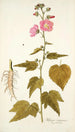 Hibiscus virginicus - Nikolaus Joseph Freiherr von Jacquin — vista dell’opera