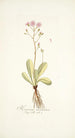 Hieracium incarnatum - Nikolaus Joseph Freiherr von Jacquin — vista dell’opera