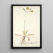 Hieracium saxatile - Nikolaus Joseph Freiherr von Jacquin — quadro incorniciato alla parete