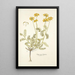 Hippocrepis balearica - Nikolaus Joseph Freiherr von Jacquin — quadro incorniciato alla parete