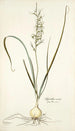 Hyacinthus viridis - Nikolaus Joseph Freiherr von Jacquin — vista dell’opera