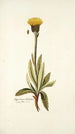 Hypochaeris helvetica - Nikolaus Joseph Freiherr von Jacquin — vista dell’opera