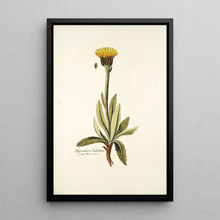 Nikolaus Joseph Freiherr von Jacquin - Hypochaeris helvetica.webp