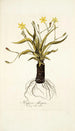 Hypoxis obliqua - Nikolaus Joseph Freiherr von Jacquin — vista dell’opera